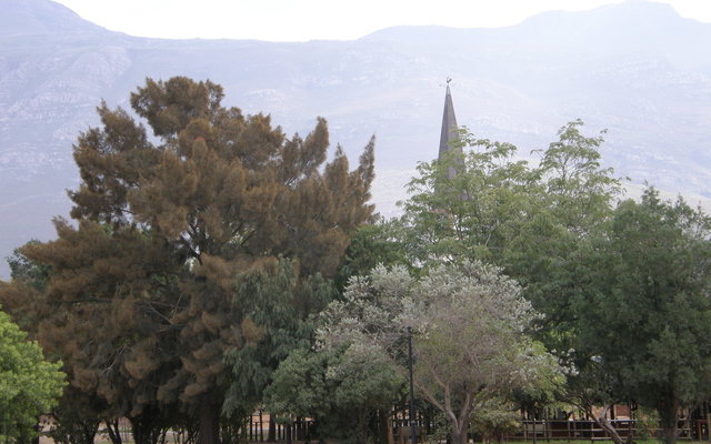 A veritable forest has grown from those early trees 2009